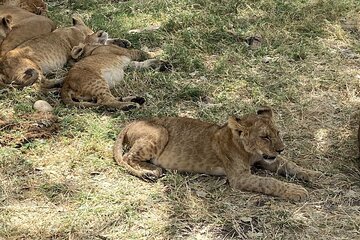 Wild Tanzania 7 Day Big Five Safari