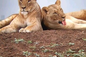 6 Day Group Safari to Mara Nakuru & Amboseli in Foreign Language