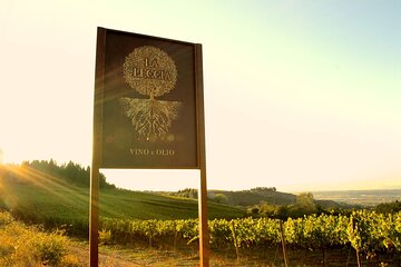 Guided tour and tasting at Fattoria La Leccia