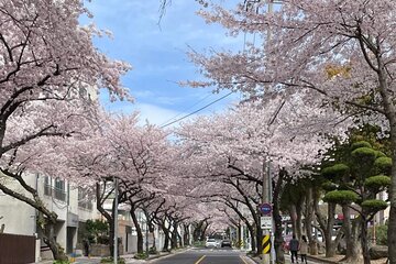 Jeju Island Cherry Blossom Private Sightseeing Tour