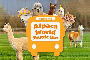 Seoul to or from Alpaca World Round trip Shuttle Bus Service