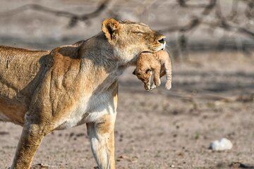 Victoria Falls Adventures - Game Drives Zambezi National Park 