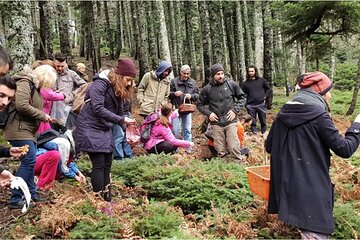 Mushroom Farm Tour with Lunch From Athens