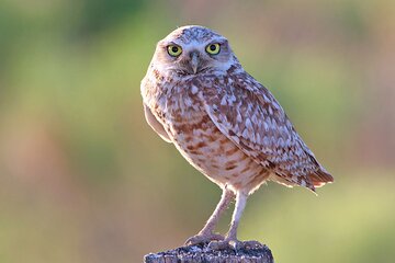 Great Salt Lake Birding and Nature Adventure