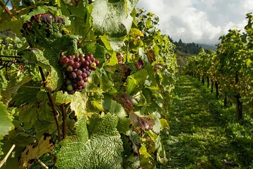 Dream Wine Tour from Athens 5 days