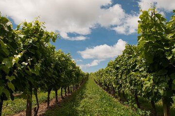Dream Wine Tour from Athens 10 days