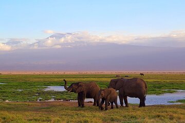 Kenya Safari Adventure 5Days/4Nights (comfort Plus )