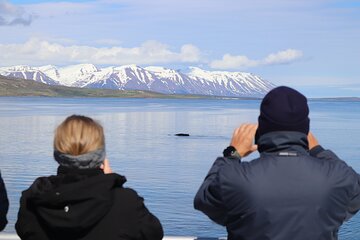 Whale Watching Tour from Akureyri City Central