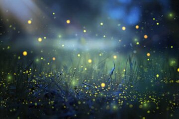 Magical Village Tour & Private Dinner with Fireflies in Bali