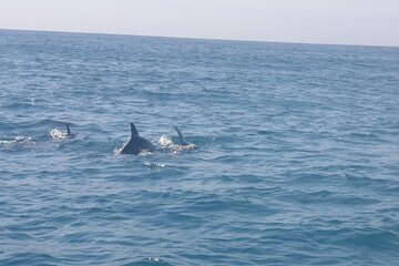 Mnemba Island Zanzibar | Snoreklling and swimming with dolphins