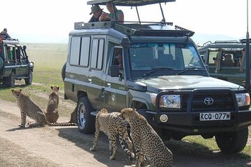 5 Days Masai Mara Budget Tented Camping Safari from Nairobi