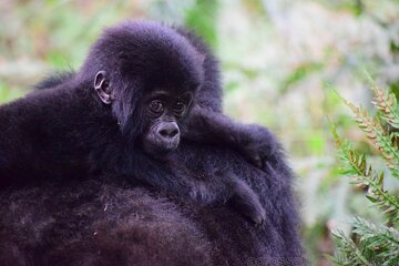 AFCON 2022 & South Cameroon Safari 4 Days 3 Nights