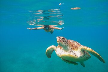 Turtle and Reef Sanctuary Snorkeling