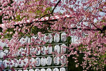 Tokyo Cherry Blossom Private Walking Tour