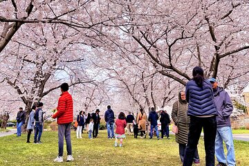 Small Group Washington D.C. Cherry Blossom 1-Day Experience Tour