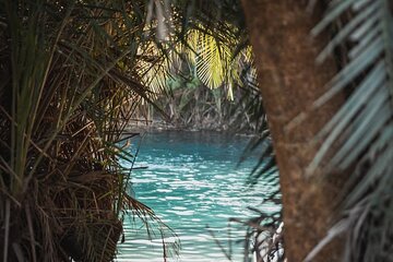 Kikuletwa Springs Private Swimming Activity Adventure