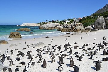 Cape Town South Africa Cape Point Penguins Tour 