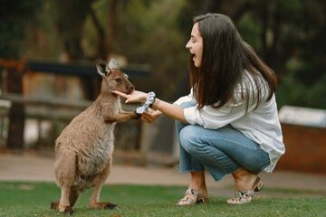 From Sydney Blue Mountains Private Tour with Wildlife Park 