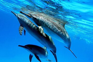 Dolphin House with Watersports & Snorkeling & Lunch from Hurghada