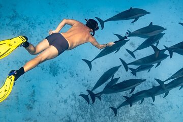 Marsa Alam: Sataya Reefs Dolphin Snorkel Cruise with Lunch