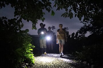 Night Walk: A Journey into the Forest's Nightlife