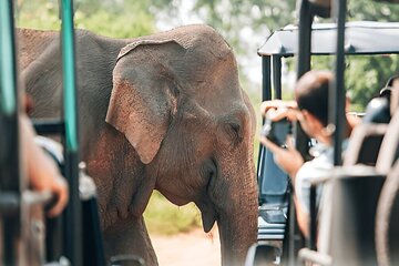 Private Tour from Tangalle to Ella with Udawalawe Safari