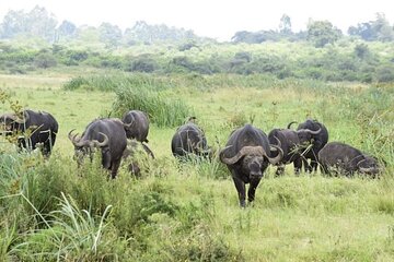  Nairobi National Park Safari Group Tour Experience