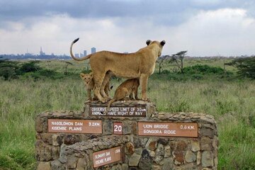 A Day of Wildlife Encounters at Nairobi National Park