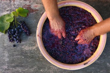 Florence: Wine Making Private Experience In a Vineyard in Tuscany