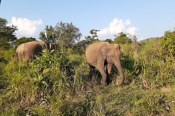 Yala National Park - Shared Jeep Safari Adventure