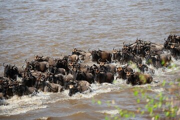 3 Days Maasai Mara Great Migration Guided Safari from Nairobi
