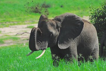 Tarangire Elephant Encounter Day Trip