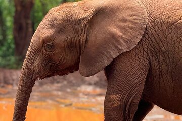 7 Days Kenyan Safaris