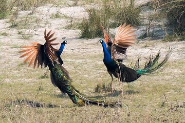5 Nights Bardia Jungle Safari with Jeep ,Rafting & Walking Safari