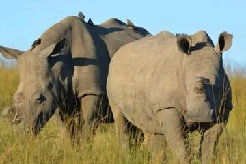 Visit Ol Pejeta Conservancy – See the Last Northern White Rhinos!
