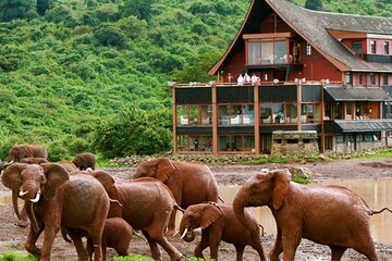 11 Days Kenya Lodge Holiday Safari