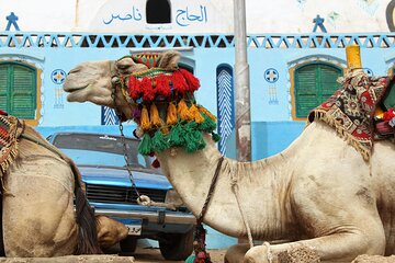 Camel Ride at the West Bank 