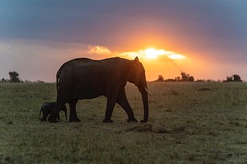 3-Day Maasai Mara Migration Safari from Nairobi
