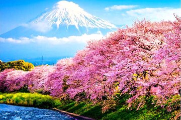 Mount Fuji Private Day Trip