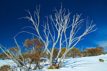 Private Sydney - Jindabyne - Thredbo - Perisher Snow Transfer