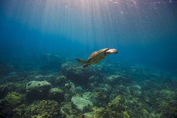 Snorkeling Adventure by Boat