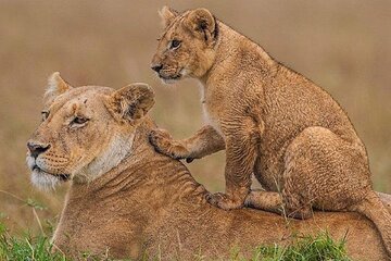Nairobi National Park Sheldrick Wildlife and Giraffe Center