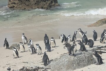 Full-Day Peninsula Tour to Cape Point and Penguins in Cape Town