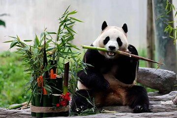 Panda House, Temple of Heaven, Lama Temple, Summer Palace & Lunch