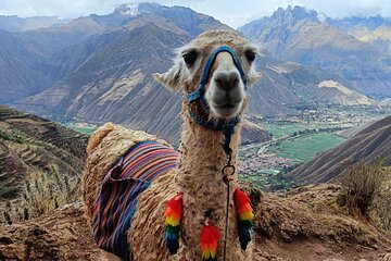 Llama Hiking & History Experience (Cusco Region): ANDEAN COLORS