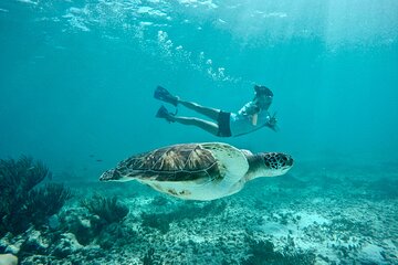 Tulum ruins swim with turtles in Akumal and Cenote