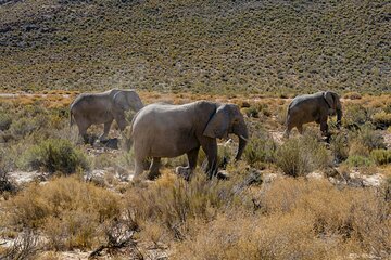 Sunset Aquila Private Game Reserve Big 5 Safari with Snacks