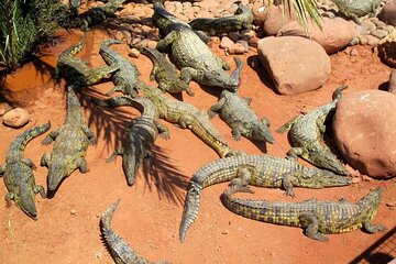 Croco Park Wild Trip Adventure with Transfers - Agadir