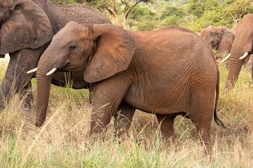 7 Days 6 Nights Wildlife Safari