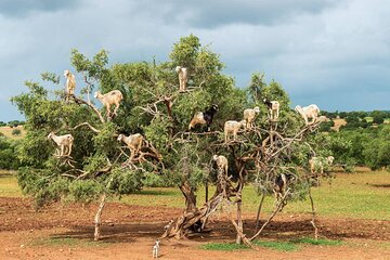 Goat on Trees and Kasbah Tour with Pickup From Agadir